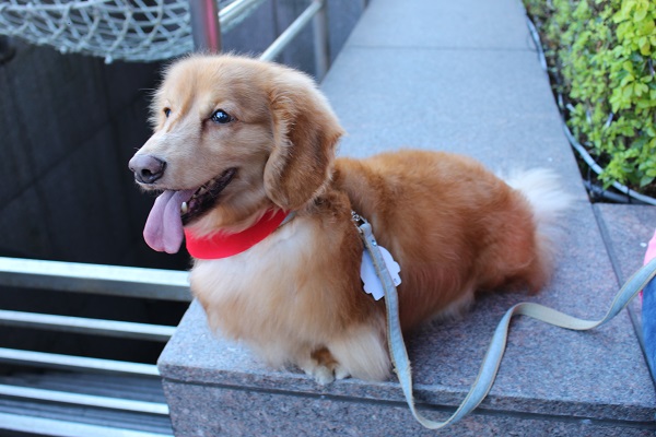 I.L.D Family的大臘腸奶弟，毛超蓬鬆而且重達9公斤！　李娉婷/攝