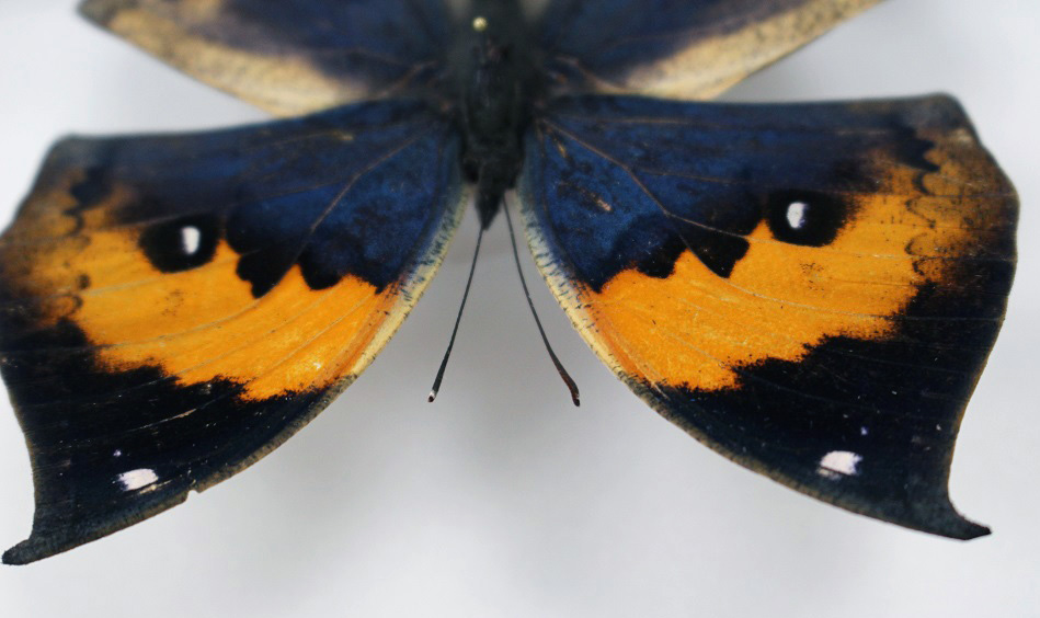 蝴蝶的觸角是越來越粗的棍棒狀觸角。 李娉婷/攝