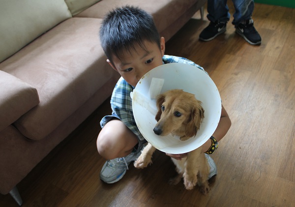 第一組登記的小弟弟開心的與小臘腸玩耍  李娉婷/攝