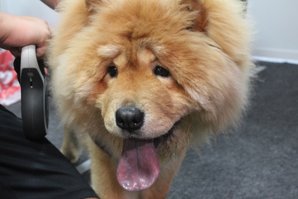 MOMO特寫！是不是不用扮就有點像呢？　　李娉婷/攝