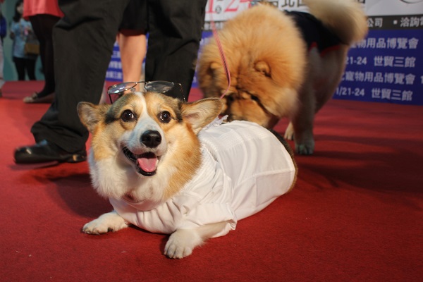 柯P柯基的笑容很大，MOMO在後方想要跟牠玩。　李娉婷/攝