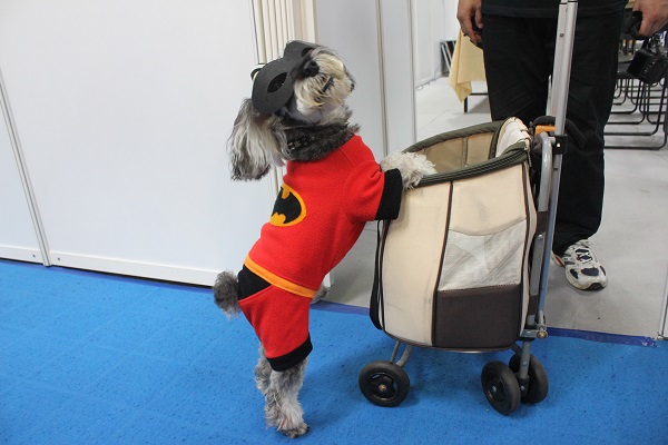 展場內發現一隻造型也很獨特的狗狗！旺旺的面罩與衣服上的蝙蝠俠裝飾是主人親手做的。　　李娉婷/攝
