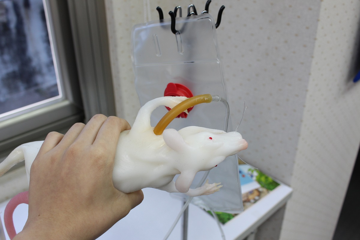 重量與觸感都擬真的大鼠模型，讓學子練習大鼠抽血，減少實驗失誤造成的痛苦與不必要犧牲。　李娉婷/攝