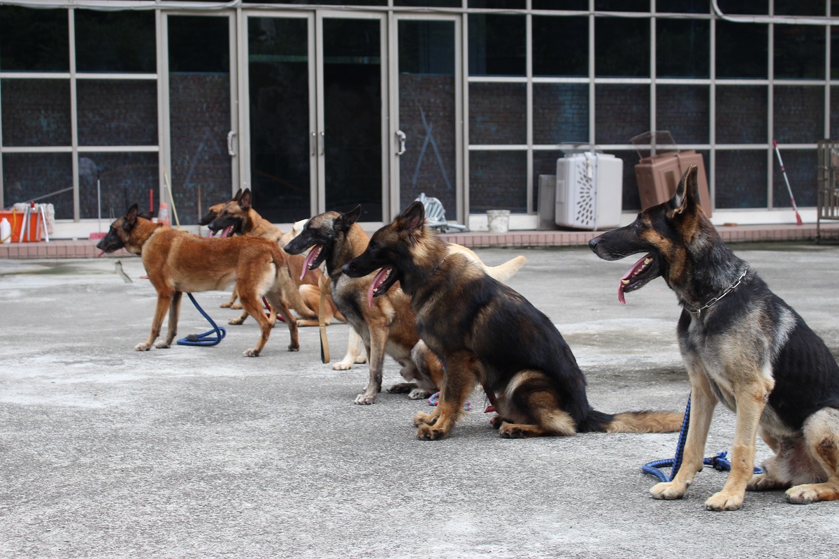 新北市警犬隊在由廢棄商場清理出的場地中訓練。李娉婷/攝