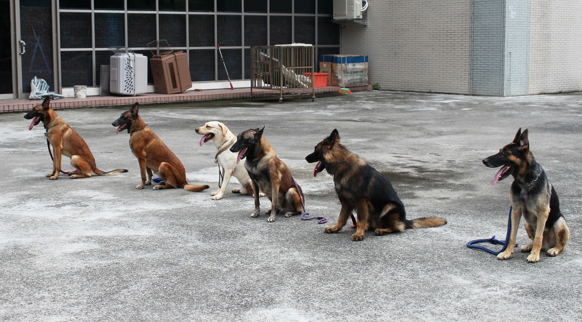 德國狼犬(右)雖然嗅聞能力稍好一些，但比利時狼犬(左)的體型較小，爆發力強。　李娉婷/攝