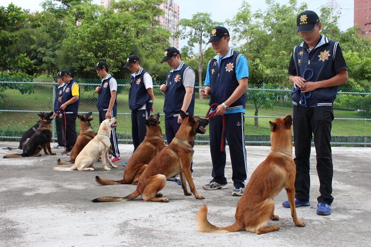 警犬們聽從領犬員指示坐下等候。 李娉婷/攝