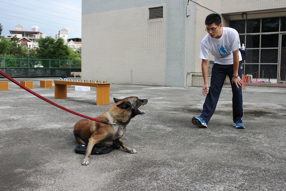 護衛訓練，警犬保護包包不被其他人拿走。　李娉婷/攝