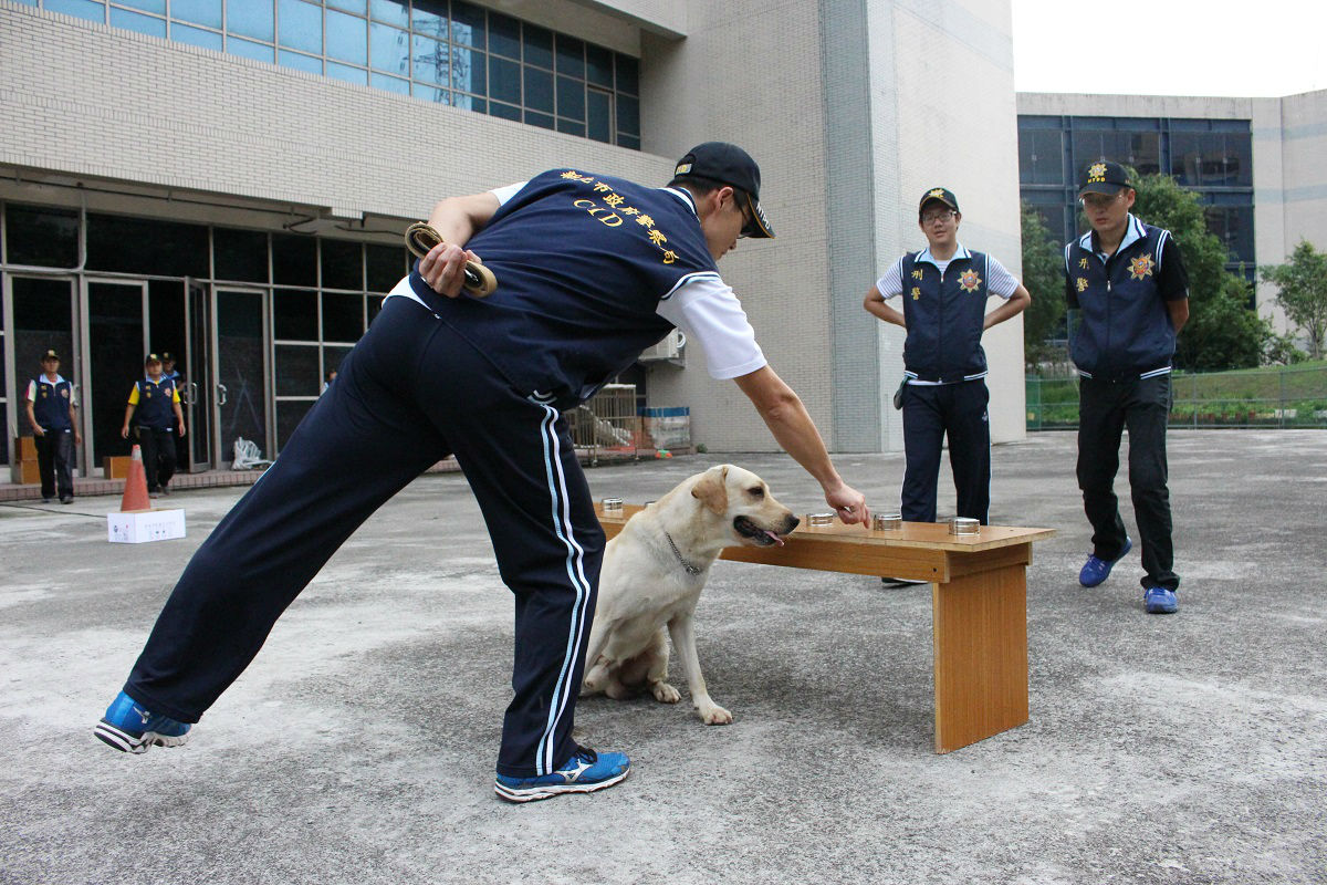 Open醬用以下巴示意和坐下等待的方式，告知領犬員牠聞到毒品的味道了。 李娉婷/攝