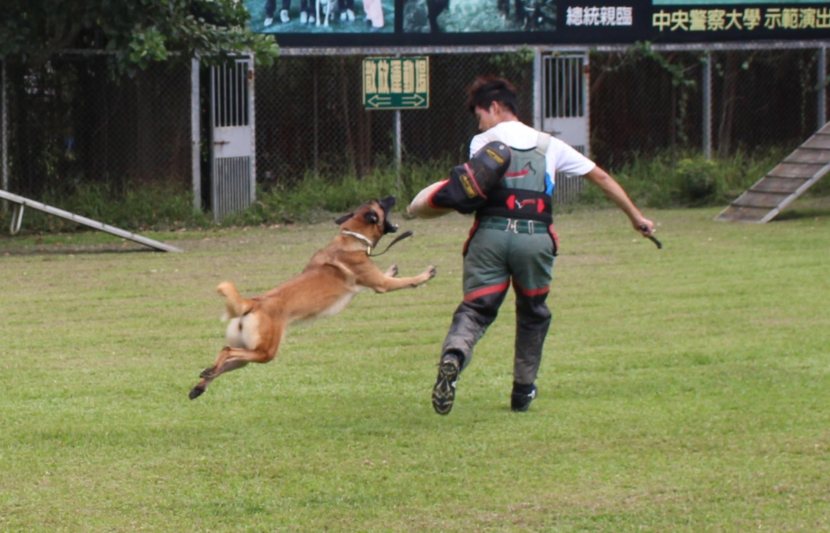 警犬訓練需要專業人士與適合的場地，就像教育兒童，需要好的老師與好的環境；但在缺乏經費的狀況下，兩者都成空談。李娉婷/攝