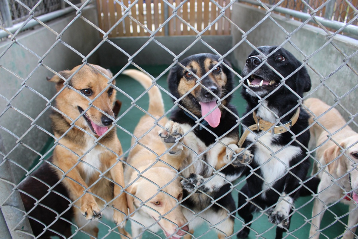 新北市消防局特搜大隊的搜救犬們,都是狼犬、拉不拉多與邊界牧羊犬的米克斯,經過訓練,對陌生人相當友善。 李娉婷/攝