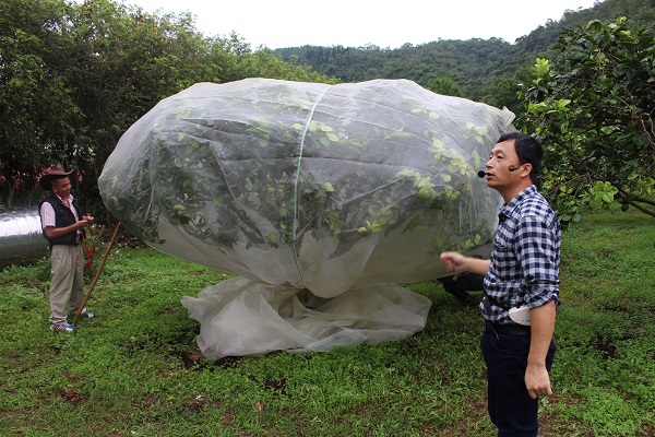 中山社區發展協會理事長林長輝介紹用於柚樹有效的防猴網罩，不過要有效必須一棵樹一個網罩綁在樹幹上，獼猴才無法掀開網罩。　李娉婷/攝