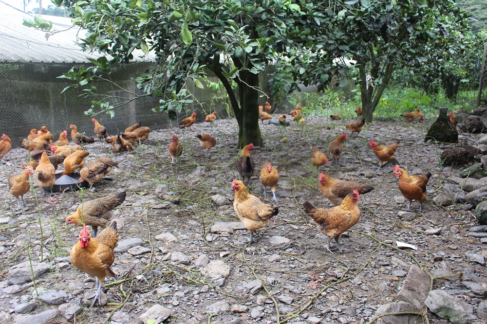 中山雞場飼養空間大，雞有足夠空間自由行動，並且能夠享受戶外陽光。 李娉婷/攝