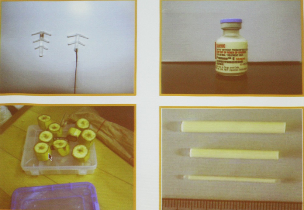 日本對獼猴節育的方法分為子宮內避孕器、賀爾蒙注射、口服避孕藥（藏在食物中使用）、賀爾蒙皮下植入（由左至右）四種。　李娉婷/翻攝