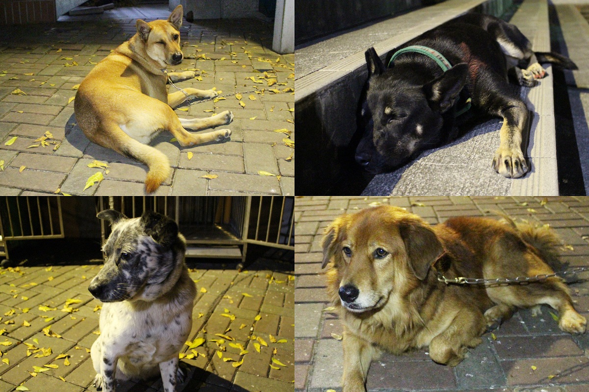 皮皮、莉莉、喬妹、胖弟(由左至右)是文學院與藝術大樓的守護犬，白天會在自己的「地盤」巡邏。　李娉婷/攝
