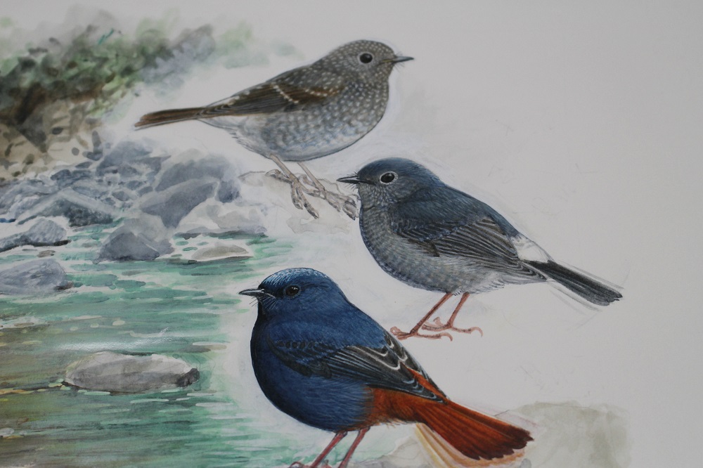 李政霖在母親剛過世的那段日子繪製的未採用原稿，審圖人員認為畫出來的鳥兒也都感染了他的哀傷。　李娉婷/攝