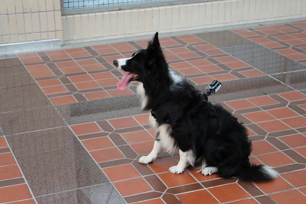 活動兩日GoPro公司會為狗狗裝備上攝影機，用狗狗的運動視角製作出精彩影片。 李娉婷/攝