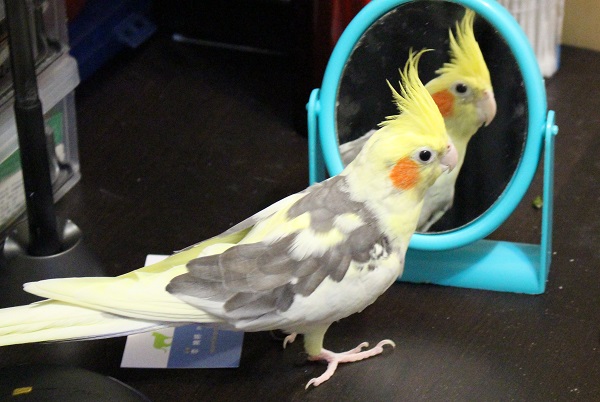 進寶相當排斥同類，卻喜歡照鏡子，招財已在幾年前因病過世。　李娉婷/攝