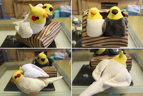 與鳥店合作設計的玄鳳鸚鵡娃娃，ErA對鳥翅膀的形狀、厚薄與外包裝都相當講究。 李娉婷/攝