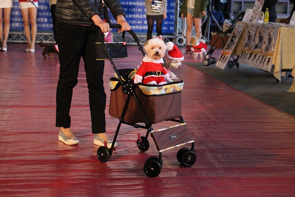 除了買東西，各種裝扮的毛孩才是寵物展的大看頭！　李娉婷/攝