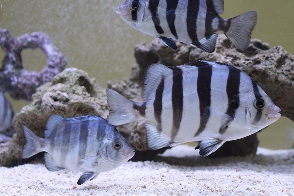 5個月大的條石鯛幼魚，顏色相當搶眼。 江幸芸/攝
