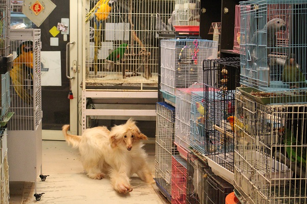 從繁殖場救出的Samantha,雖然是大型狗,但鸚鵡們對牠都見怪不怪。 李娉婷/攝