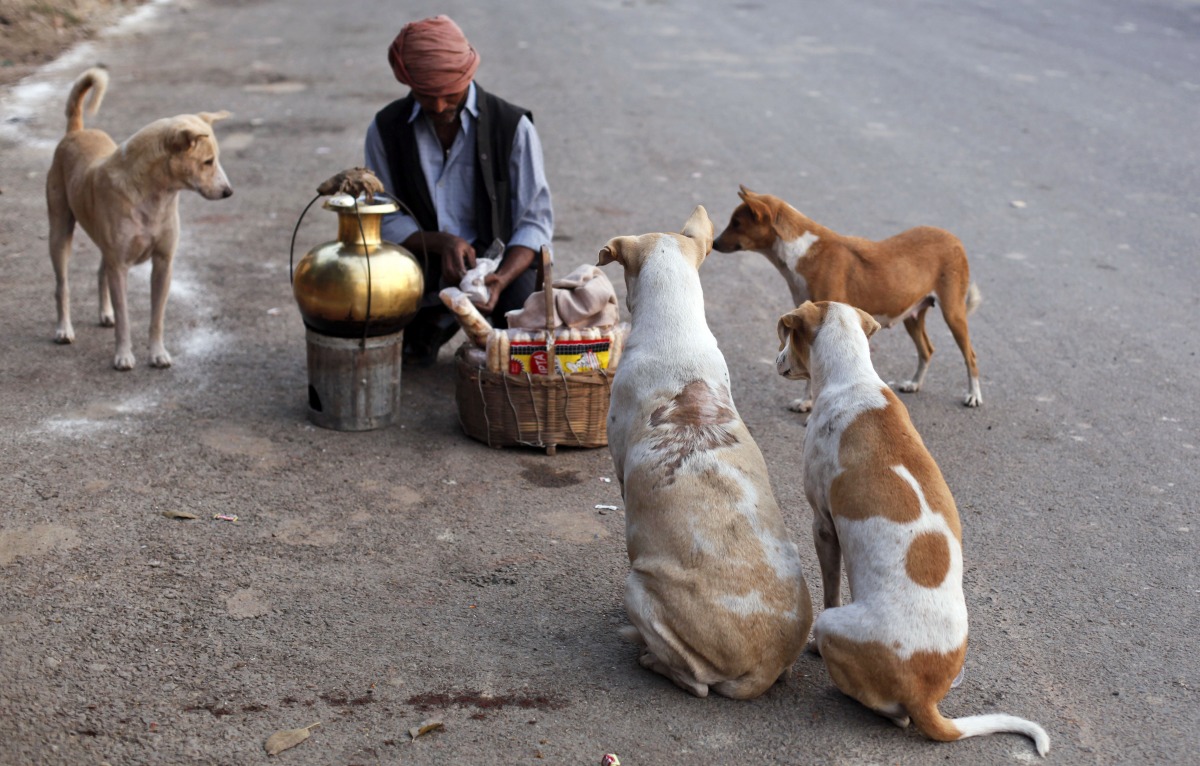 流浪狗包圍一位印度路邊攤販，他正伸手取餅乾要餵牠們。取自Chicago Sun-Times