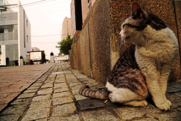 在日本的街道，偶爾可以看見流浪貓，但幾乎看不到流浪狗。　取自lifebeyondtourism