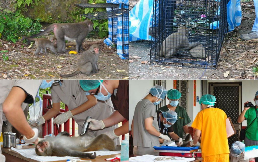 台南南化試行獼猴結紮。 取自行政院農業委員會林務局保育研究系列 101-18 號《台灣獼猴危害調查評估及處理示範作業模式之建置》