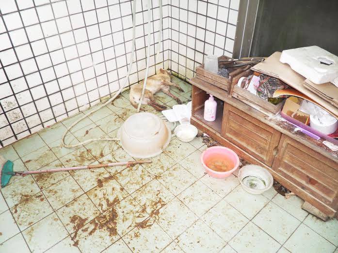 動保檢查員從事發地對面陽台拍攝的照片，照片中滿地血便、飲用水不乾淨，犬隻明顯未受到妥善照顧。　基隆防疫所/提供