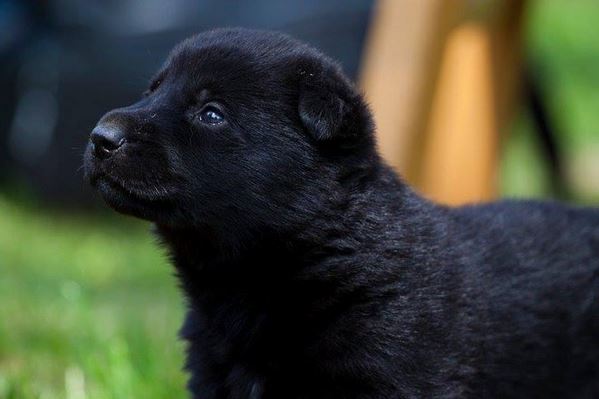 奧克拉荷馬州警局放出凱爾小時的照片紀念牠。 Twitter_okcpd