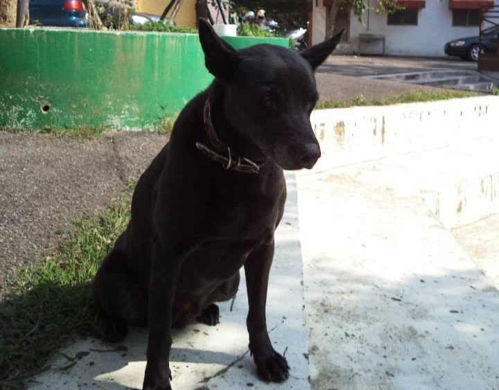 原本都不理會石老師的Mary,自從冬瓜失蹤後整天黏著他。 石老師/提供