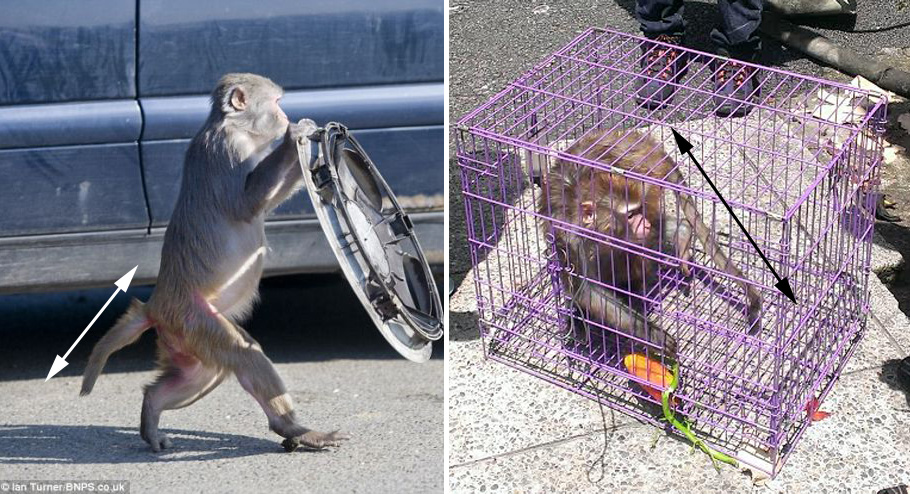 虛擬鑑定的標準是什麼？看照片就證據確鑿：尾巴長度！野生動物虛擬鑑識中心人員表示，恆河猴的尾巴長度約為身體的3分之2(左)，而台灣獼猴身體與尾巴的比例則大約是1:1(右)。 取自網路、嘉義縣綠保科/提供