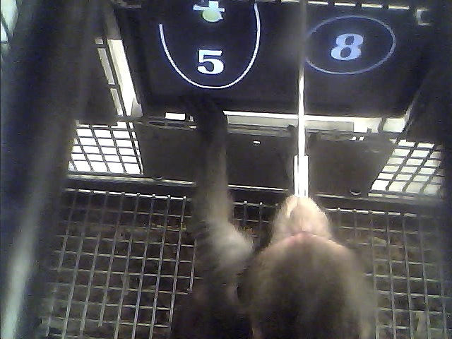 恆河猴辨識出4+5比8大。（猴子嘴裡含著的是什麼？是給牠的獎勵！這支吸管會提供水或橘子汽水等飲品）　取自網路