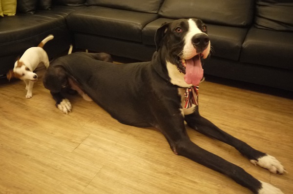 大丹狗體型龐大，在台灣不是常見的犬種，飼養需要花費許多心力。 黑老闆/提供