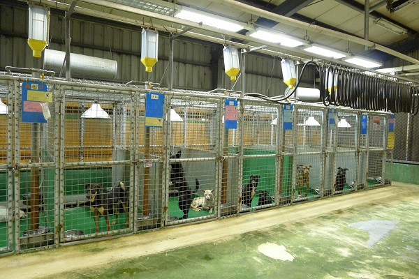 編列家犬貓絕育補助經費,對流浪動物的減量真的有幫助嗎? 何宜/攝