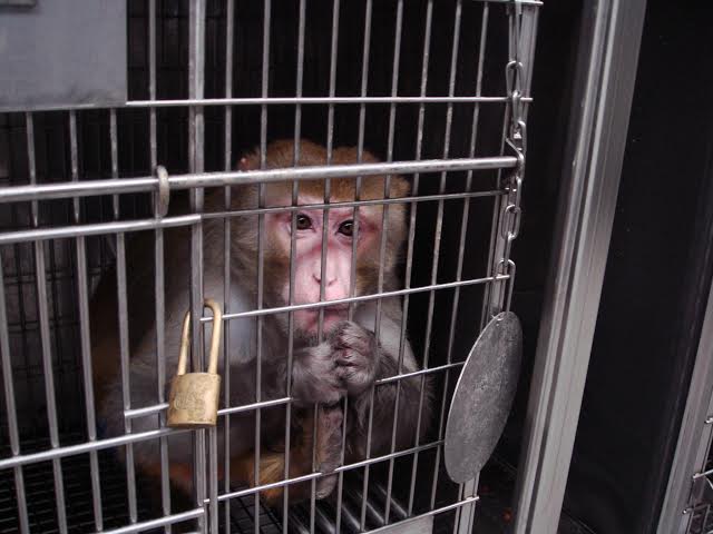 猿猴和人類同為靈長類動物，被大量用做實驗動物，可以想見，牠們能感受到的痛苦也和人類一樣多。　PETA Asia/提供