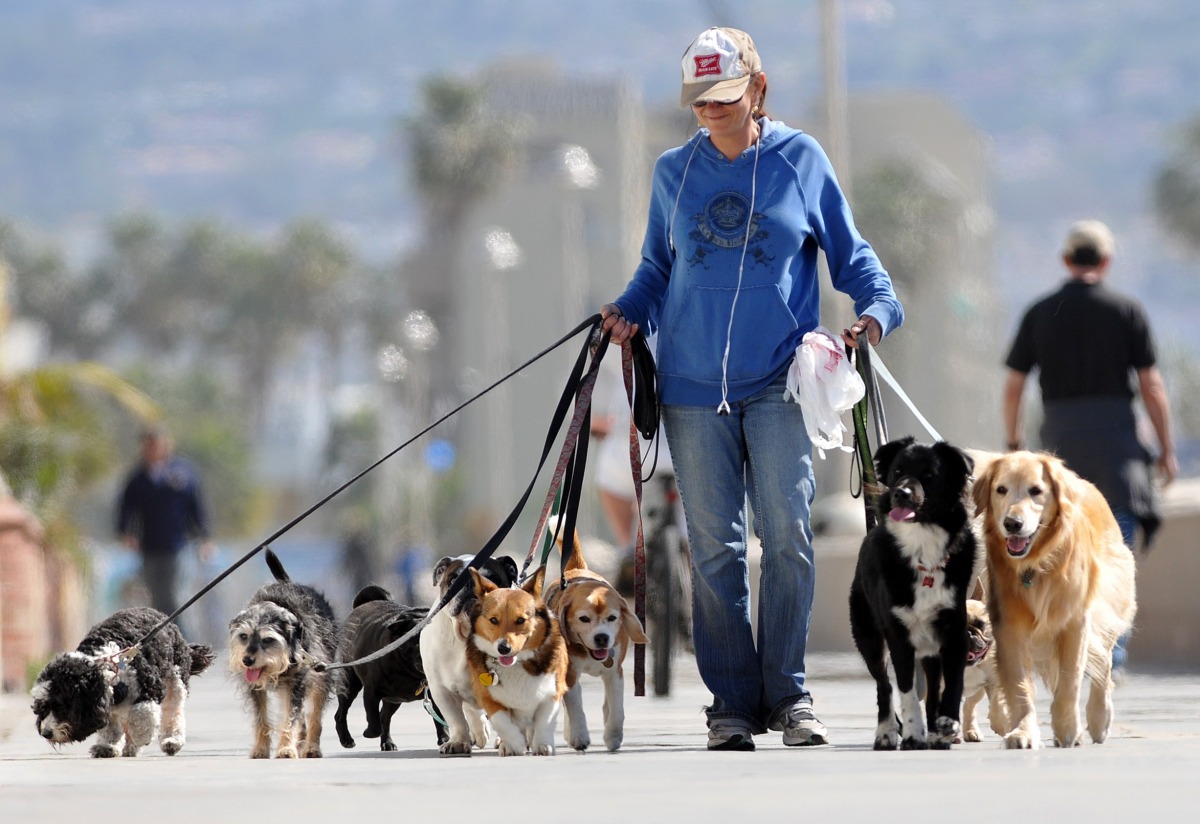 在西方國家，遛狗員(Dog Walker)已是一種社會職業。 /取自網路