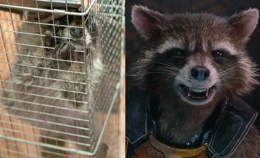 Rocky的搗蛋行徑讓許多民眾聯想到電影《星際異攻隊》裡的Rocket。 取自網路