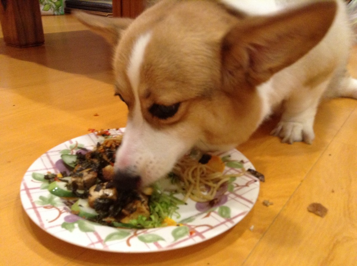 寵物鮮食能不能加鹽調味？聽聽食療獸醫師怎麼說。　葉柏君/提供