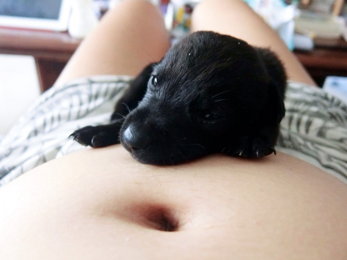 中途的幼犬躺在Alice的肚子上，感受寶寶的心跳。 Alice/提供