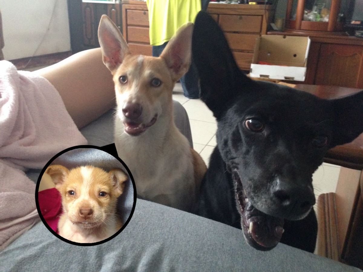 1歲的冒險王(左)和8歲的鑫萊德(右)是Alice家中的固定班底，冒險王原先是中途的幼犬，但從犬瘟熱復原後留下後遺症，Alice怕牠找不到好人家，索性自己收養。 Alice/提供