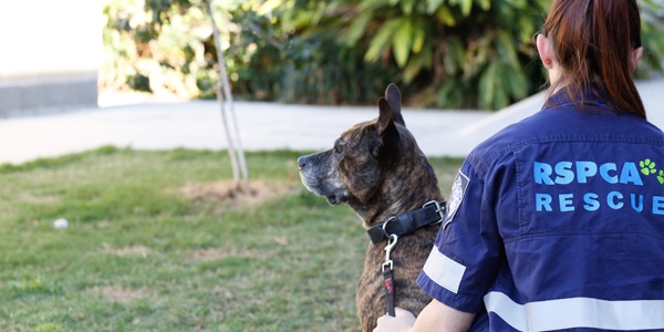 此次研討會邀影澳洲昆士蘭省皇家防止虐待動物協會（RSPCA Queensland）調查部門總監分享案件經驗。　取自RSPCA Queensland