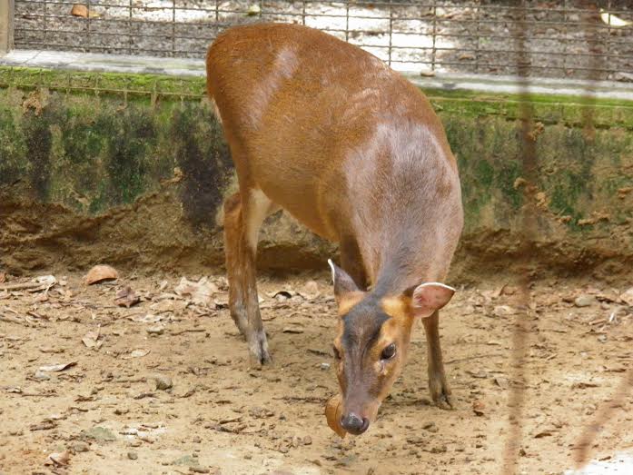 天津動物園則是獨鍾身為台灣特有亞種的山羌。　新竹市立動物園/提供，李姚麗/攝