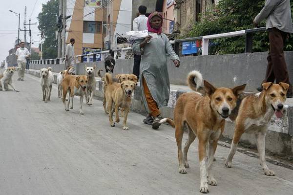 印度首都新德里的街上到處都是流浪狗，人們也見怪不怪。　取自SAMAA