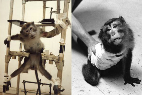 1981年時因為PETA人員的臥底拍攝，讓實驗猴的生活被揭發。　PETA Asia/提供