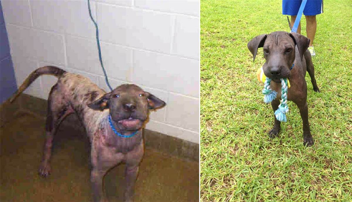 彼特姊妹(Pit Sisters): 喬治(George)被救出時有非常嚴重的皮膚問題,全身都光禿禿的而且非常的瘦,不過現在牠的毛髮慢慢長回來了,體重也開始增加。喬治個性非常的好,牠喜歡人並且每天都想要跟人互動,牠也非常熱愛牠的玩具還有跑步,就跟每隻好狗狗一樣! 取自Dirty Dogs Contest