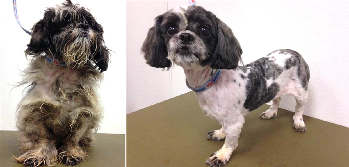 愛荷華州動物救援聯盟(Animal Rescue League of Iowa): 吉吉(Gigi)是一隻來自愛荷華州動物救援聯盟的獅子狗,本來外型非常的糟糕,收容所的保育員不只讓吉吉看起來變漂亮,他們做了更好的事,讓吉吉現在過得非常的棒。吉吉是被前任飼主帶來收容所的,她現在在等待第二個與永遠的飼主! 取自Dirty Dogs Contest