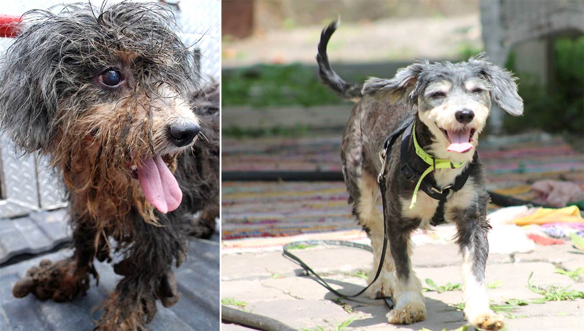 阿利根尼縣動物收容所(Allegany County Animal Shelter): 霍華(Howard)是2014年6月13日時被救出的33隻狗狗之一,牠的毛髮非常慘烈的糾結在一起,志工們花了3小時才將牠的毛髮理掉。好消息是,收容所裡的一位員工馬上就愛上並且領養了牠!霍華的媽媽每天都覺得牠越來越可愛,而大家都知道牠是隻好狗狗。 取自Dirty Dogs Contest