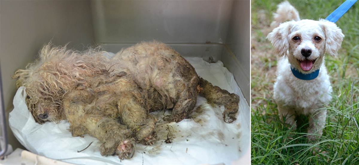 納奇茲-亞當斯縣人道協會(Natchez-Adams County Humane Society): 寶貝(Treasure)是一隻兩歲的純種小貴賓,牠在來到收容所時毛髮糾結、髒亂與厚重,牠幾乎無法走路並且瀕臨死亡,被帶到獸醫院麻醉剃毛後,一個漂亮的小寶貝卻出現在大家面前。寶貝有一段非常困難的練習走路時期,牠不太會保持平衡,不過經過兩個月的復原時間後,寶貝現在是隻活力十足、快樂並且喜歡社交的小狗。 取自Dirty Dogs Contest