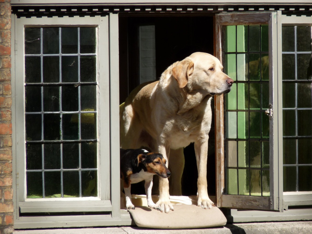其實這一家有兩隻狗狗，但只有Fidel喜歡趴在窗邊睡大覺。　取自網路